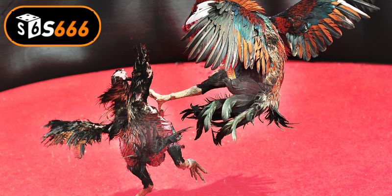 Bí quyết nâng cao tỷ lệ chiến thắng khi soi kèo