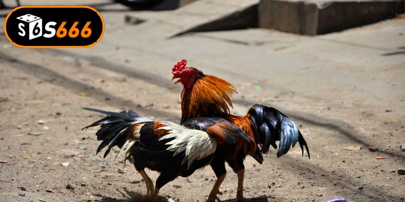 Bí quyết nâng cao tỷ lệ thắng khi soi kèo trực tuyến