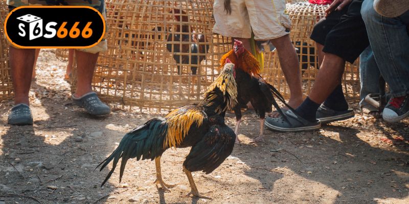 Chiến thuật soi kèo mang lại tỷ lệ thắng cao