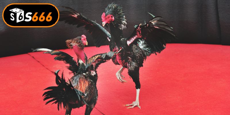 Đa dạng các thể thức tranh tài kê chiến hấp dẫn