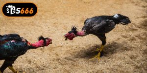 Đá Gà 67 - Đỉnh Cao Giải Trí Cá Cược Trực Tiếp Thomo