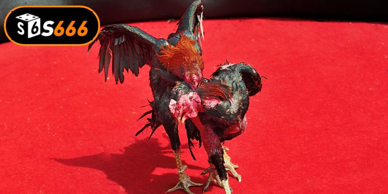 Đá Gà C1 Đấu Trường Đỉnh Cao Của Những Chiến Kê