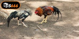 Đá Gà Cựa Dao Và Những Kinh Nghiệm Chơi Bất Bại