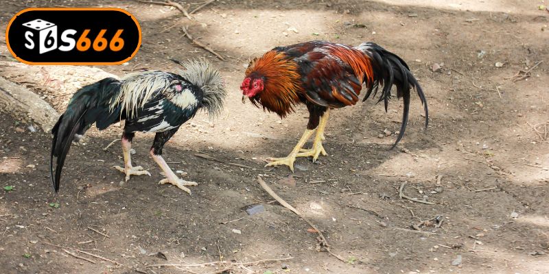 Đá Gà Cựa Dao Và Những Kinh Nghiệm Chơi Bất Bại