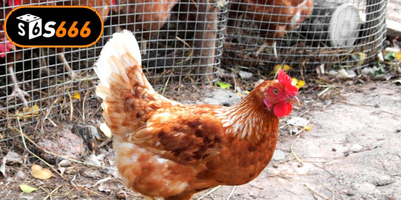 Đặc điểm nổi bật tại sân chơi đá gà 67