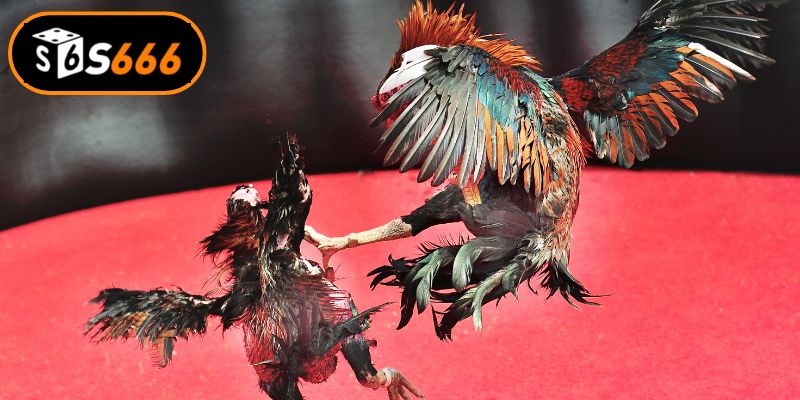 Kỹ năng nhận định kèo đấu cực chuẩn