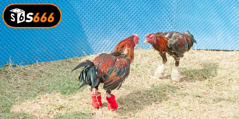 Vì sao nên chọn tham gia xem đá gà C1