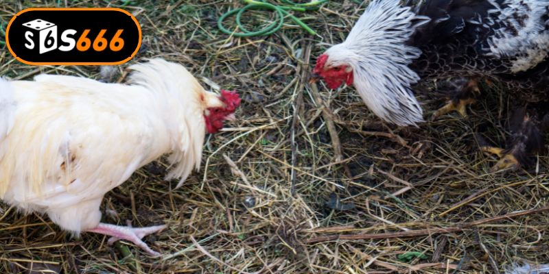 Phân loại các hình thức tranh tài bồ gà