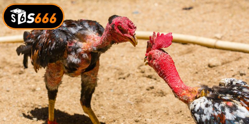 Tìm hiểu những nét đặc trưng của đấu trường đá gà C1