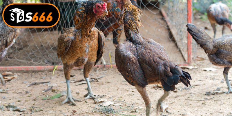 Tìm hiểu về tính chất đá gà cựa dao kịch tính