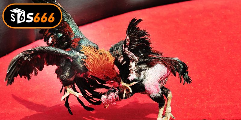 Trải nghiệm không gian cá cược chuyên nghiệp tại kê trường đá gà S666